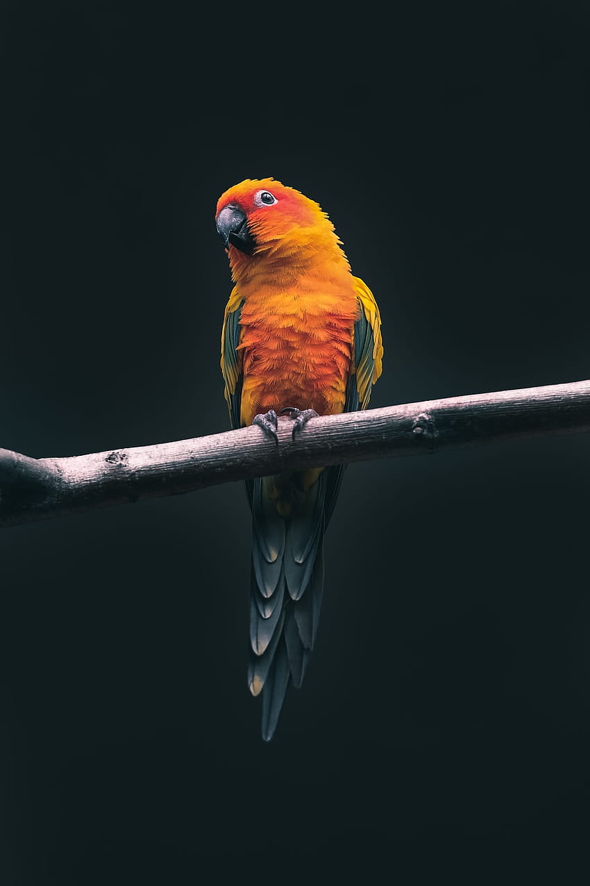Bird : [50 HQ], wild birds HD phone wallpaper