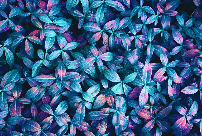Plantes feuilles rose bleu violet toile de fond lumières de printemps néon vert détails abstrait coloré, printemps néon Fond d'écran HD