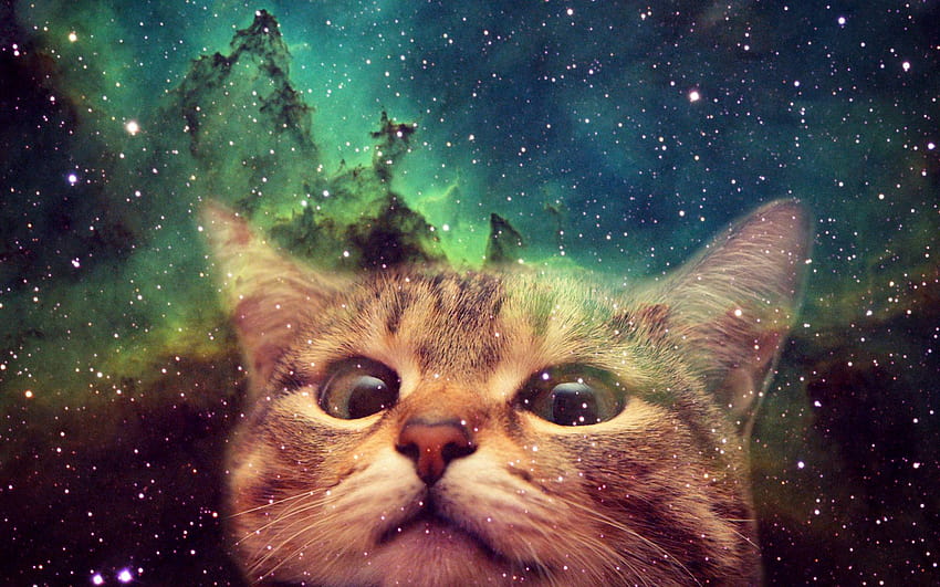 Cats in Space, galaxy cats HD wallpaper