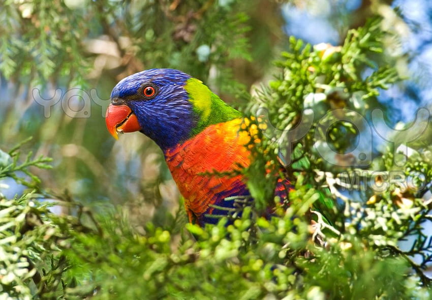 Rainbow Lorikeet Parrot Nuevo 2012 fondo de pantalla