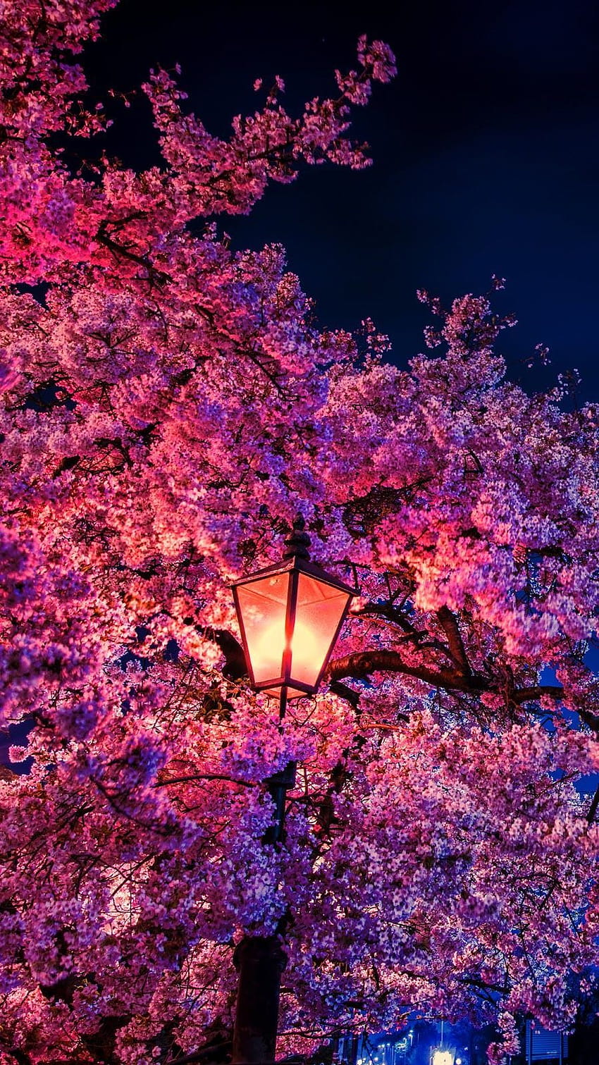 Flor de cerejeira à noite, sakura iphone Papel de parede de celular HD