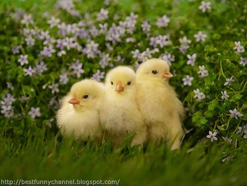 cute CHICKENS, baby chicks easter HD wallpaper