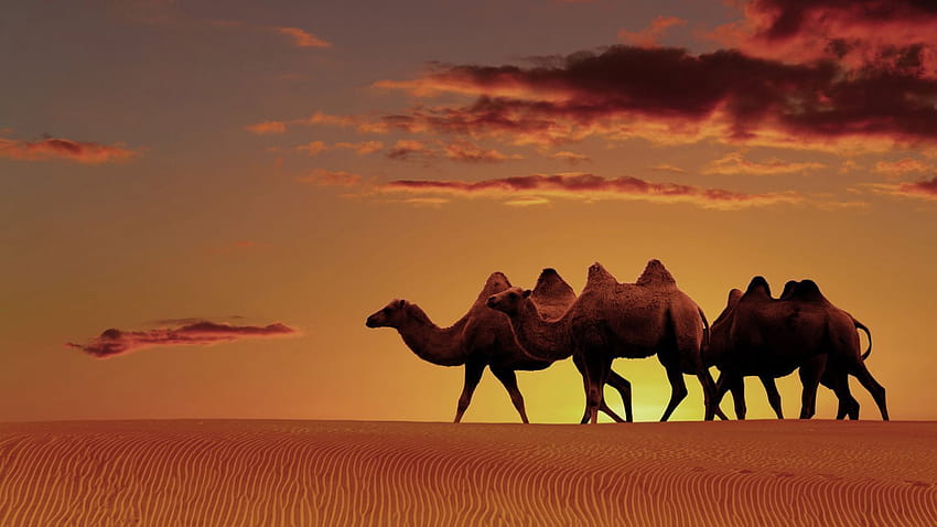 Arabian Desert Landscape HD wallpaper
