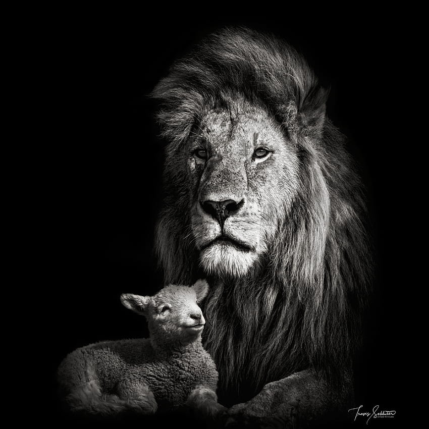 Löwe und Lamm HD-Handy-Hintergrundbild