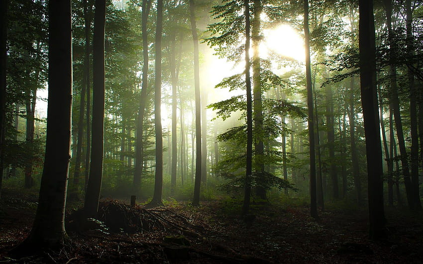 Twilight at the Forest and forest for computer HD wallpaper  Pxfuel