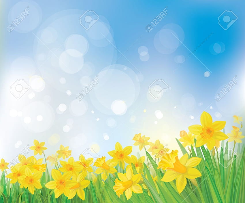 Vector Of Daffodil Flowers On Spring Background 로열티 [1300x1079] for your , Mobile & Tablet, 수선화 봄 HD 월페이퍼