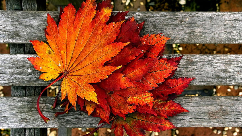 Autumn let you feel the magic of Fall, fall 2019 HD wallpaper