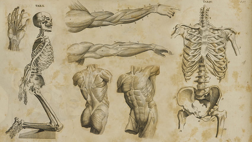 Human Anatomy Art 1700s anatomy by [1920x1080] for your , Mobile & Tablet, мускулна анатомия HD тапет