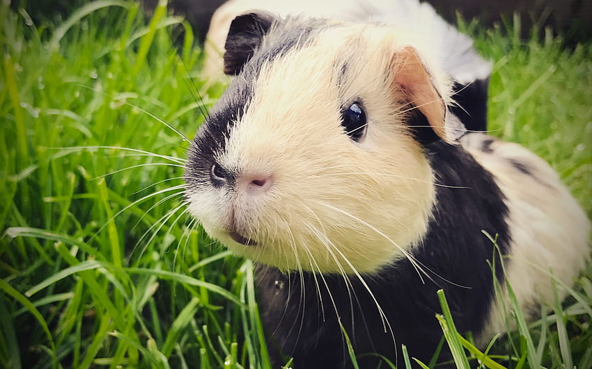 guinea pig, close, guinea pig black and white HD wallpaper
