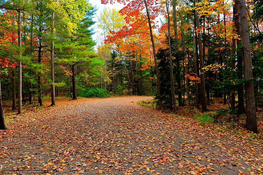 Acadia National Park, autumn, road, trees HD wallpaper