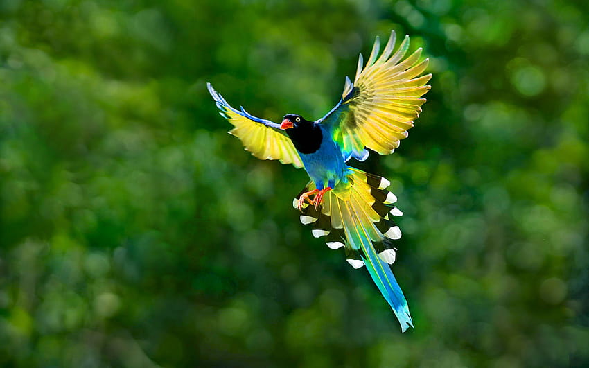 Flying Birds Of Paradise นกอัลตร้า วอลล์เปเปอร์ HD