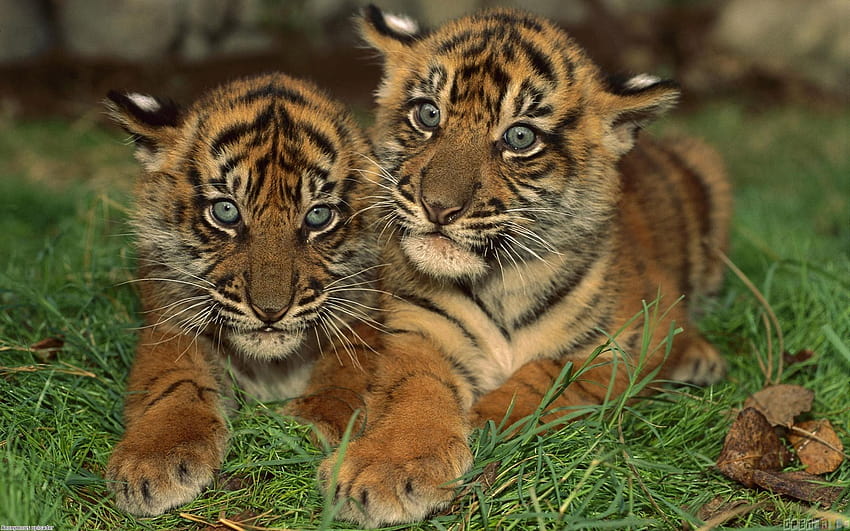 Tigre animado, lindos tigres bebés fondo de pantalla | Pxfuel