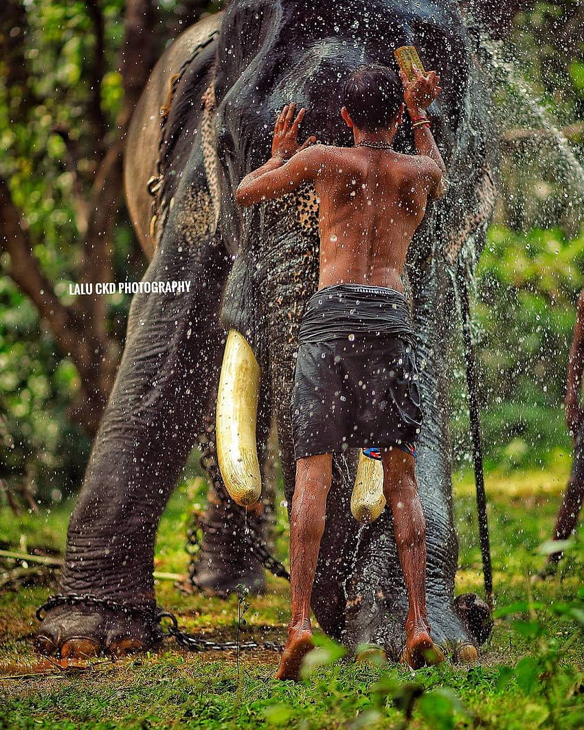 Elephant Kerala autorstwa Gurusada ...zedge Tapeta na telefon HD