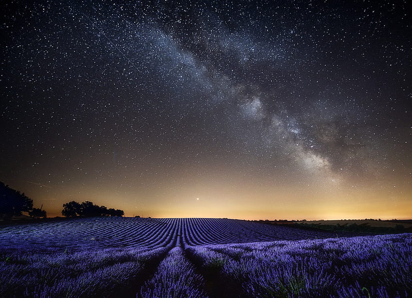 lavender field at night HD wallpaper