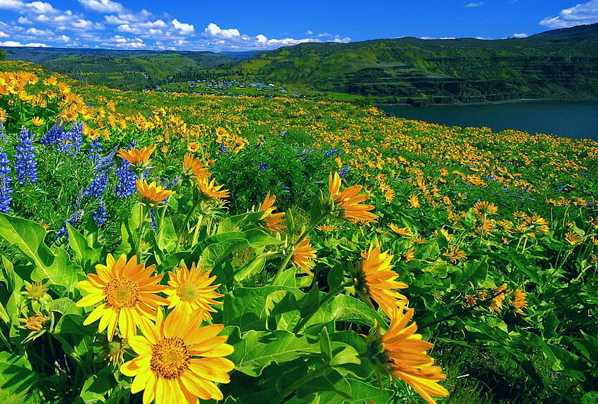 Flowers: Meadow Field Flowers Lovely Beautiful Shore Lake, beautiful meadow HD wallpaper
