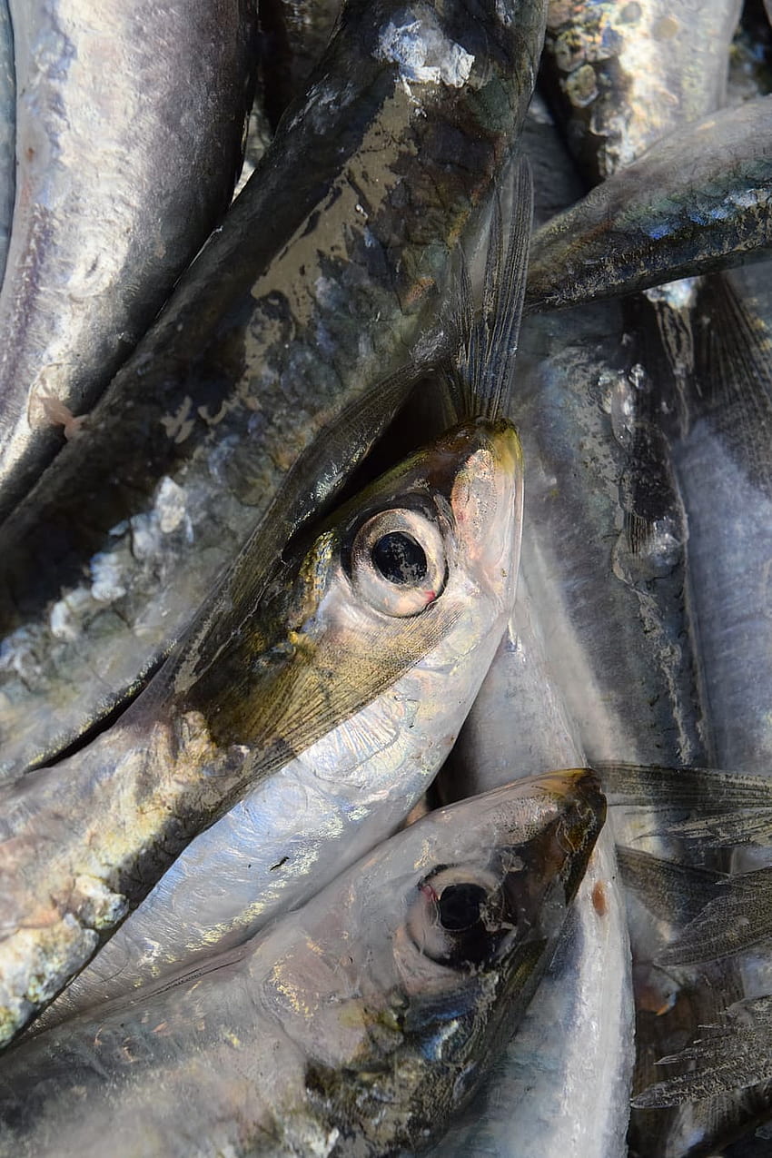 : fish, sardines, european sardine, fang HD phone wallpaper