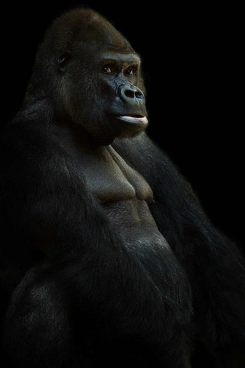Gorilla Silverback Ape HD phone wallpaper | Pxfuel