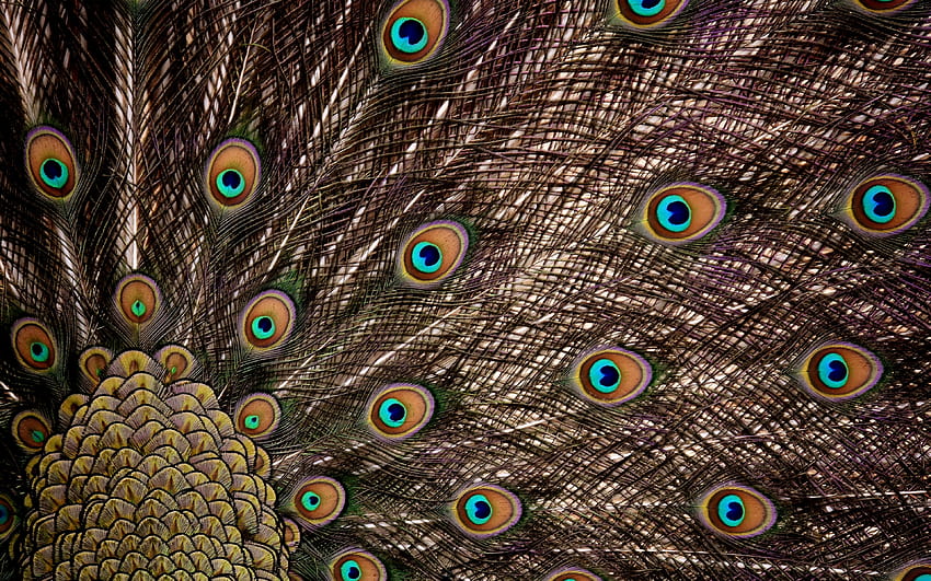 3840x2400 peacock, feathers, dance, plumage , ultra 16:10 , 3840x2400 , background, 1516, peacock feather HD wallpaper
