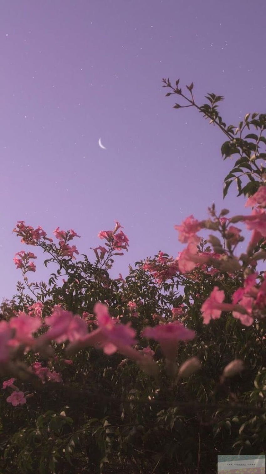 estetika, merah muda, langit, alam, bunga, pohon, estetika pohon mekar wallpaper ponsel HD