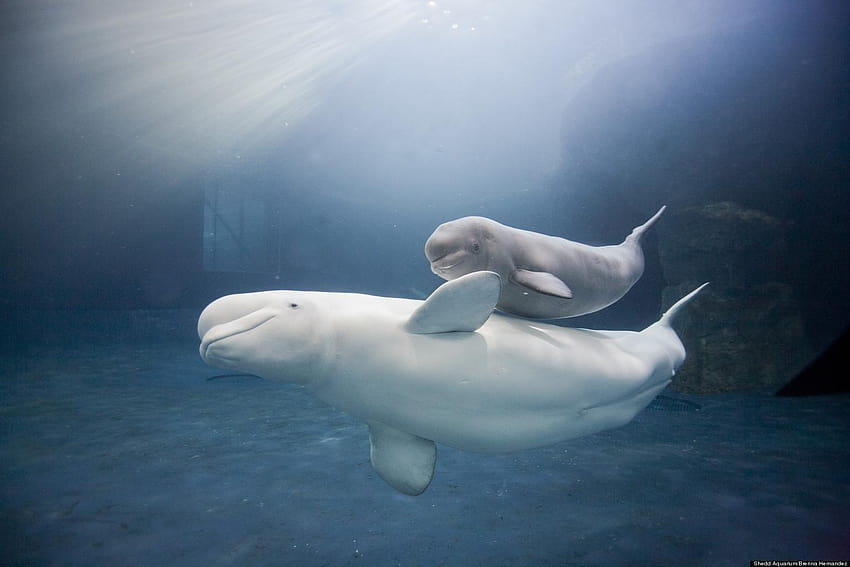 Great Baby Beluga, beluga whale HD wallpaper