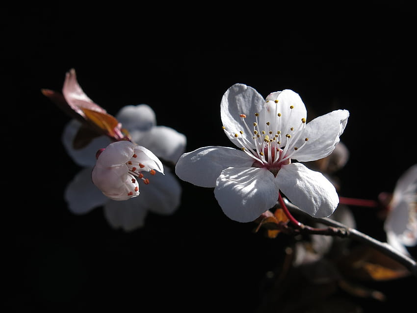 Mirabelle Plum Blossom White Bee HD wallpaper