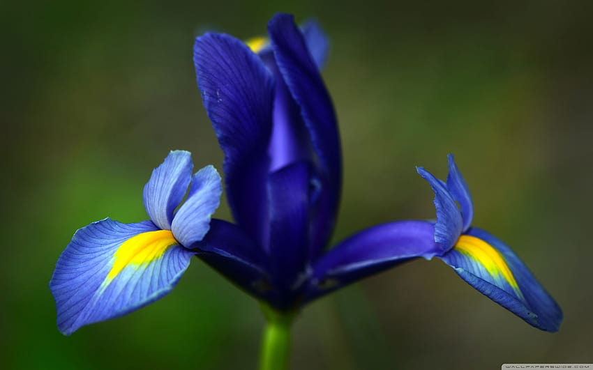 Blue Iris, Blue iris near the Pergola on Hampstead Heath PE…
