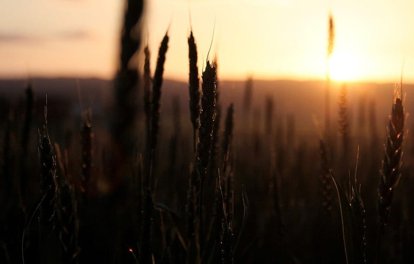 trigo, campo, el cielo, el sol, macro, puesta de sol, naturaleza, campos de trigo de sol fondo de pantalla