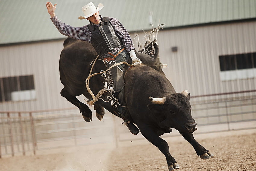 BULL RIDING bullrider cowboy western cow extreme rodeo d, bull rider HD wallpaper