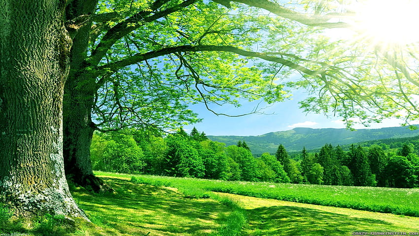Natural Summer, summer landscape HD wallpaper