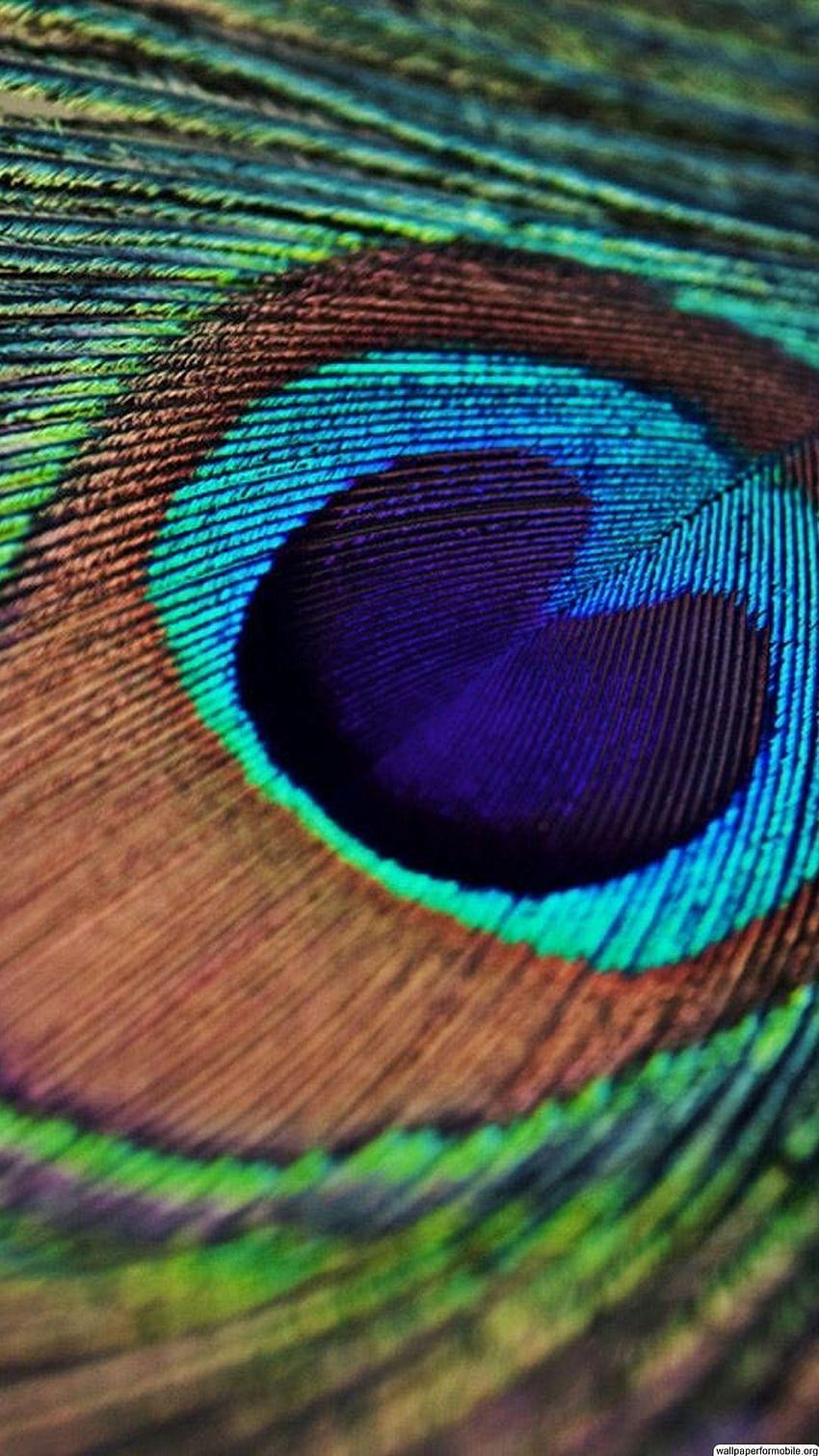 Peacock feather mobile HD phone wallpaper | Pxfuel