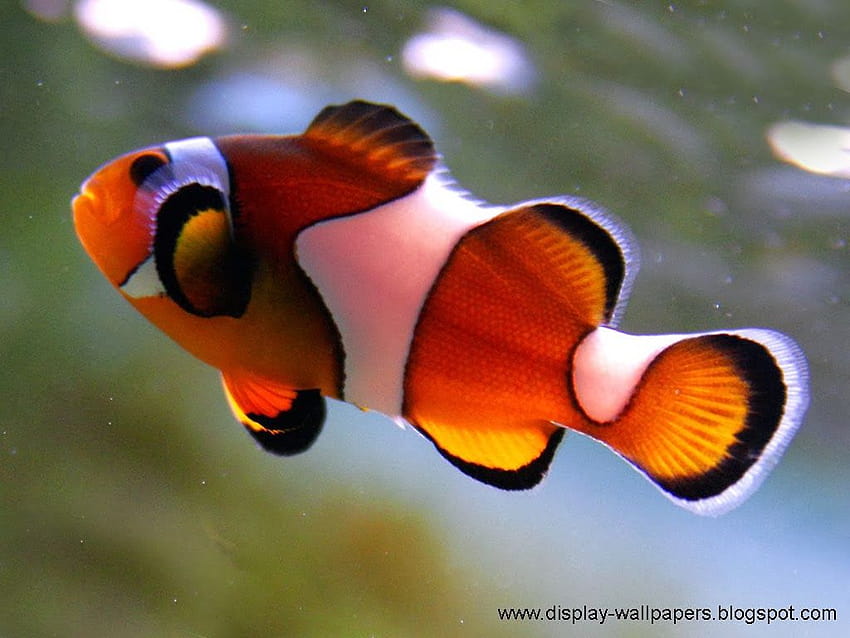 Stock: Beautiful Fish For HD wallpaper