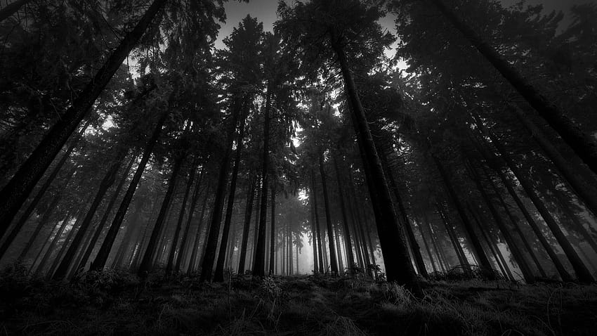 10 Latest Dark Forest Backgrounds With Moon FULL 1920×1080 For PC, forest background dark HD wallpaper