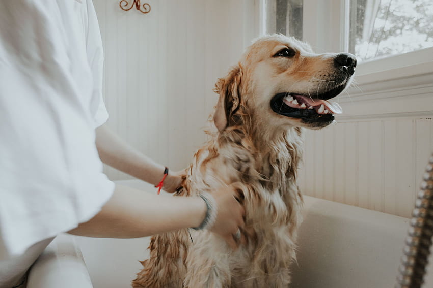 candid , latar belakang, mandi anjing Wallpaper HD