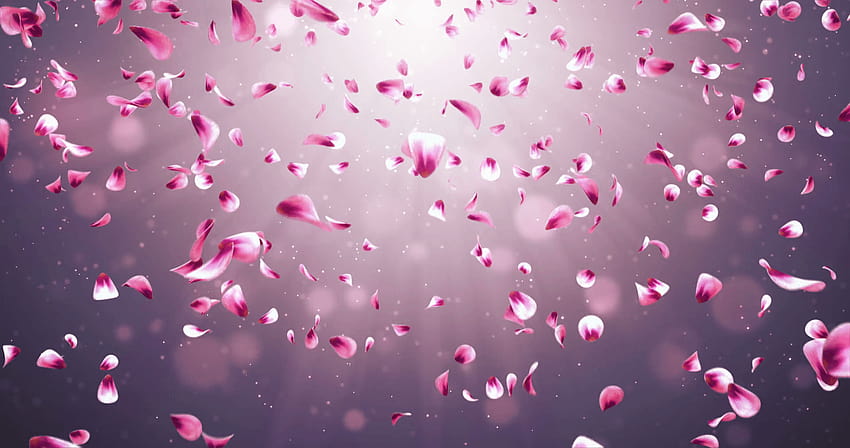 플라잉 로맨틱 레드 핑크 로즈 사쿠라 꽃 꽃잎 떨어지는, 사쿠라 꽃 배경 HD 월페이퍼