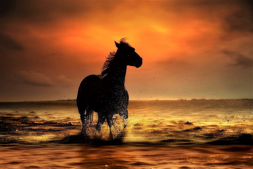 caballo de agua al atardecer