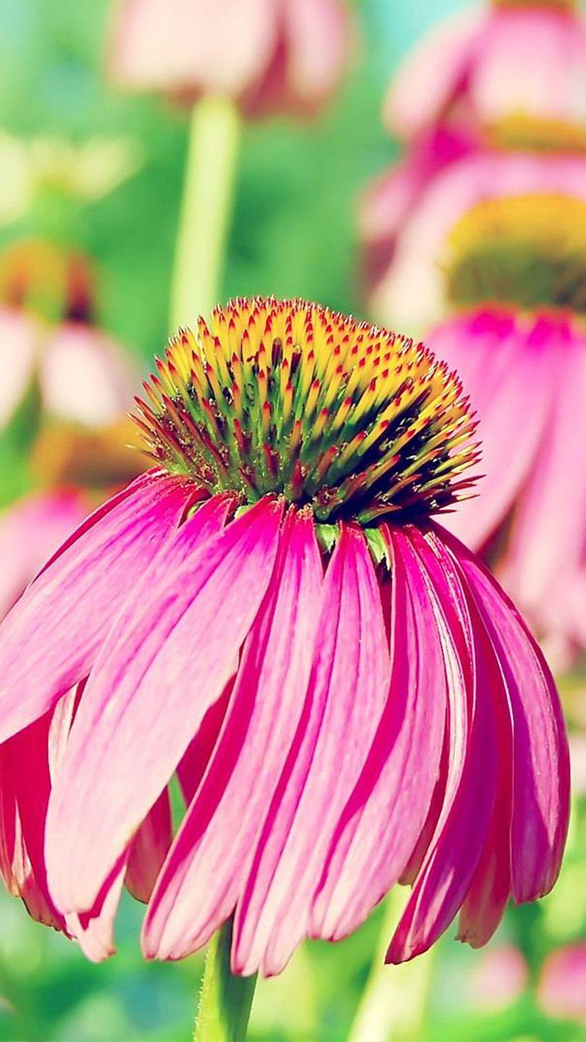 Natur Sole Flower Macro, grüner Sonnenhut HD-Handy-Hintergrundbild