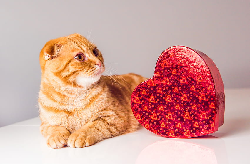 20 Cats Who Want To Be Your Valentine This Valentine's Day [ ], valentines day kitty HD wallpaper