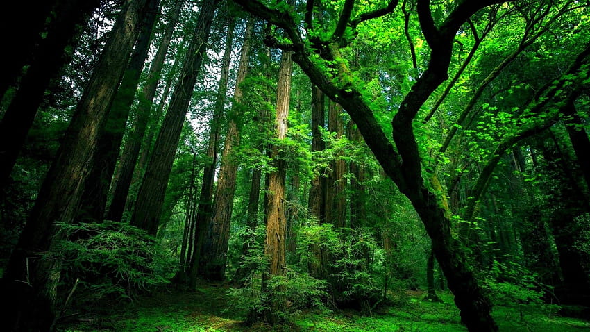 숲, 나무, 녹색, 자연 1920x1080 Full HD 월페이퍼