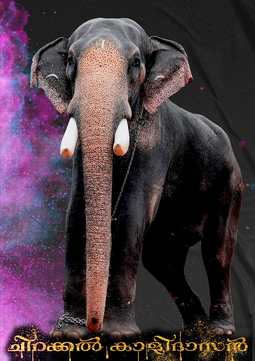 Pampadi Rajan HD Wallpaper | Elephants photos, Elephant, Wallpaper