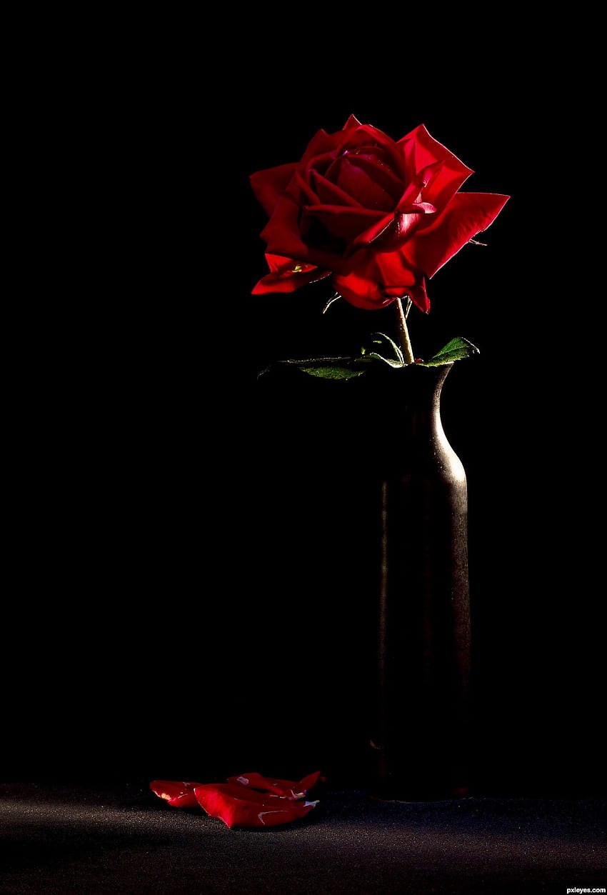 Nehir_Y, single rose in darkness HD phone wallpaper