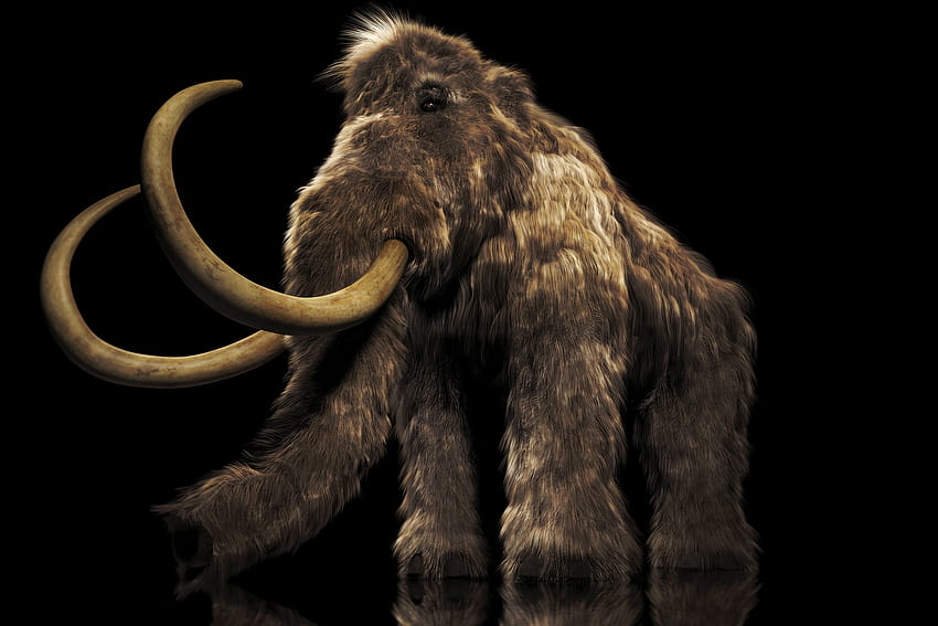 Woolly mammoth tusk found during roadwork in Oregon HD wallpaper