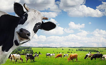Black and white funny cow chews Stock Video Footage by ©bisonov #384747604
