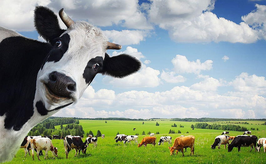Animal Cow, cattle HD wallpaper