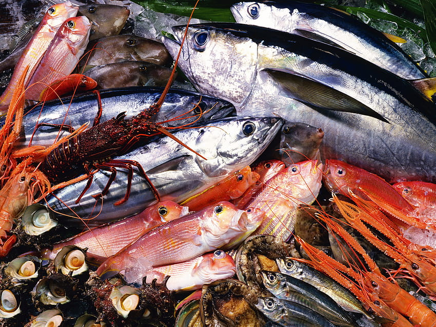 4 Seafood Border, fresh fish HD wallpaper