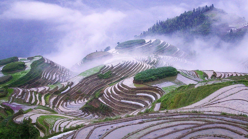scenery, morning, mist, samsung,amazing, nature, natural, terraces, rice HD wallpaper