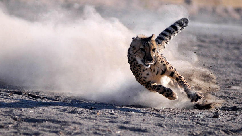 Südafrikanischer Gepard, Gepardenfahrrad HD-Hintergrundbild