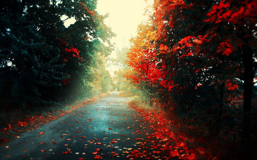 赤と緑の葉の木、日中の木々の間の小道 高画質の壁紙
