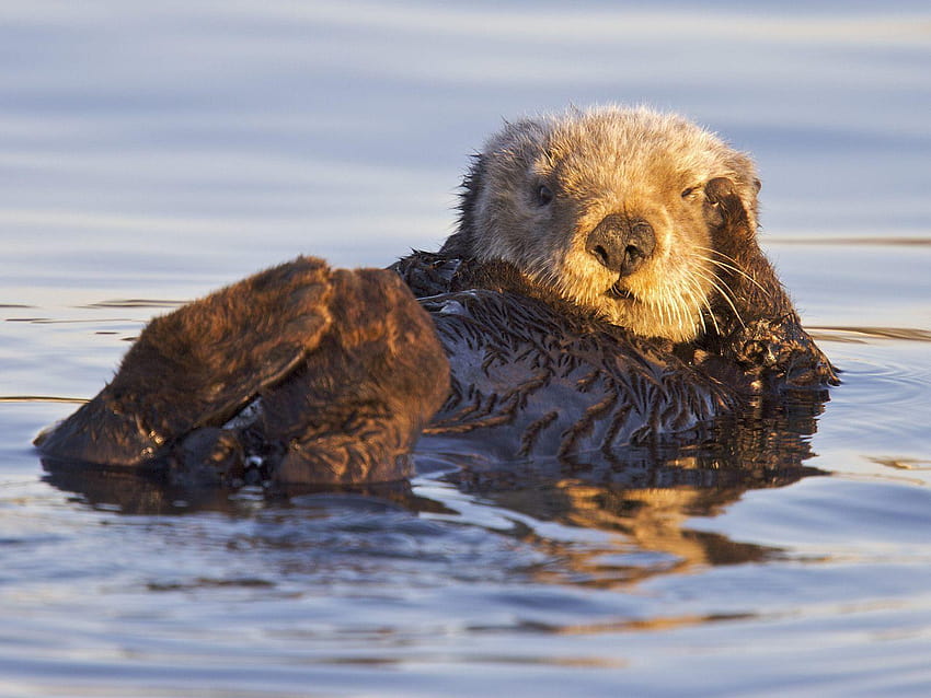 Animals: California Sea Otter, Monterey Bay Marine Sanctuary, nutria HD wallpaper