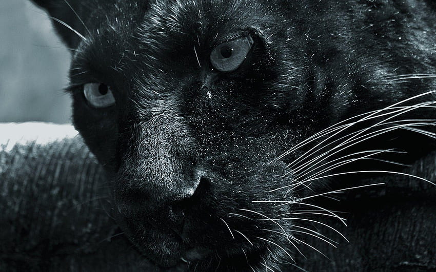 Animals: Up Panther Panthers Black Close Animals Animal, black panther  animal HD wallpaper | Pxfuel