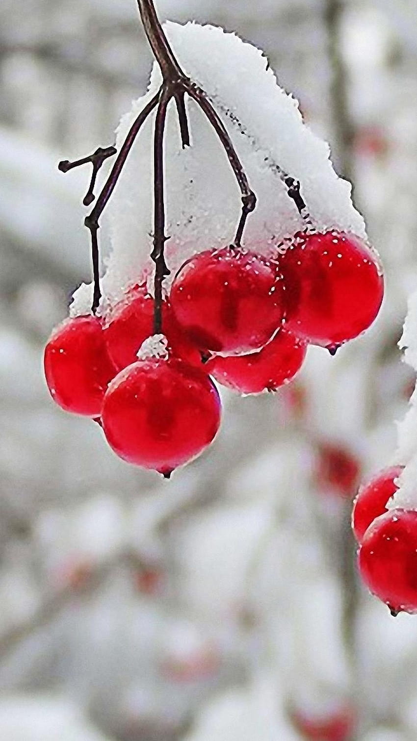 Frozen cranberries, cranberry winter HD phone wallpaper | Pxfuel